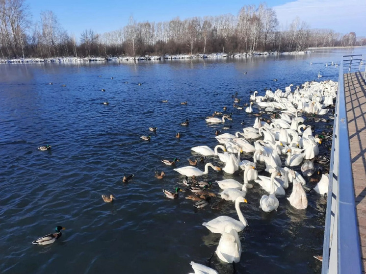 Лебеди начнут покидать Алтайский край с приходом тепла