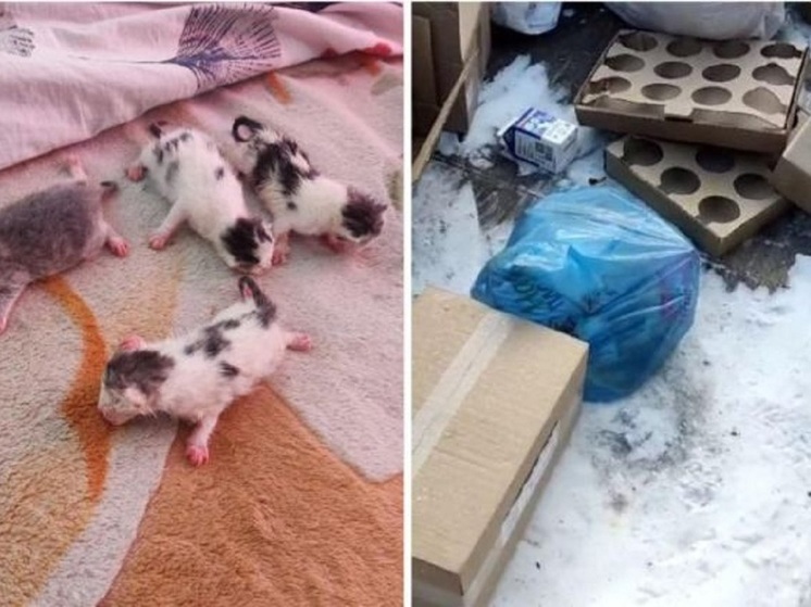 Подростки выбросили на мусорку пакет с крошечными котятами в Новосибирске