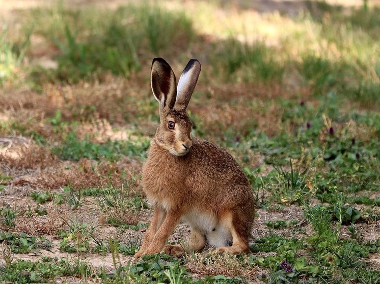 Алтайский ученый предложил меры по восстановлению численности зайца