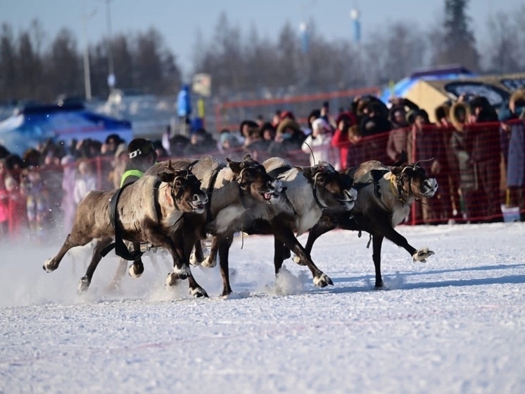 День оленевода в Новом Уренгое празднуют с гонками на упряжках, экстремальным забегом и огромной ярмаркой