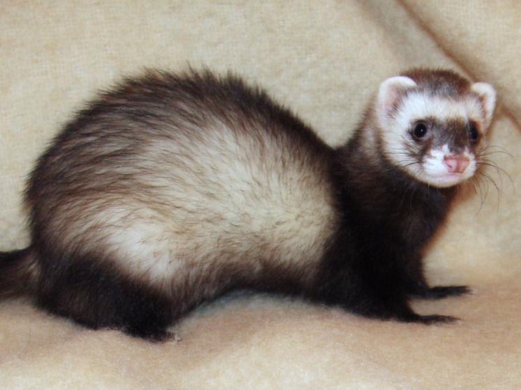 Жительницу Сергиева Посада на улице напугал хорек