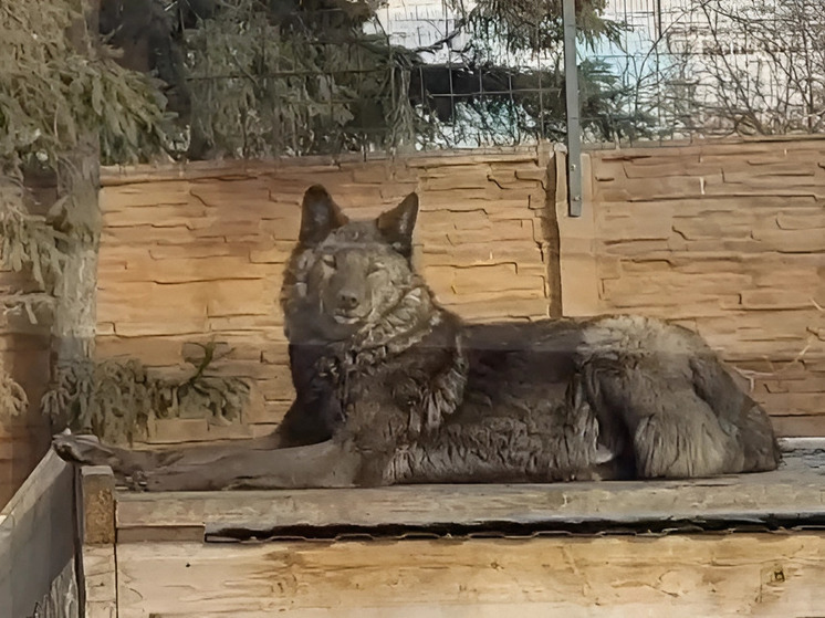 Зоопарк Хакасии показал двух волков