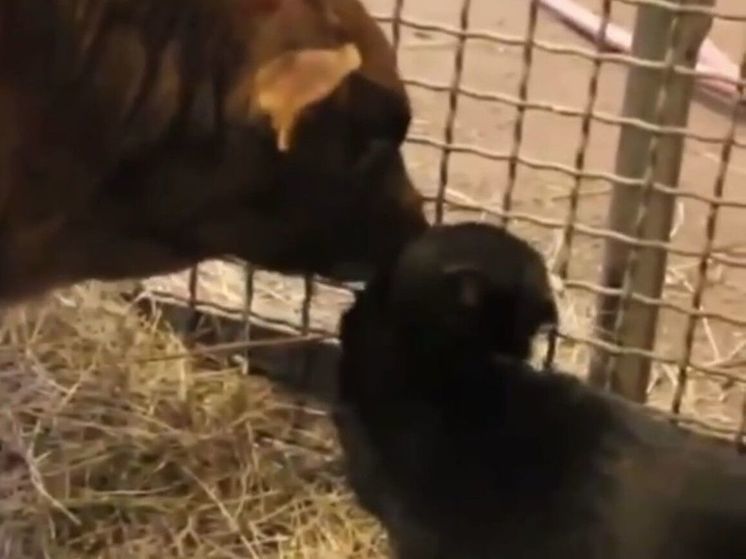 В Волоколамске с котом подружился теленок