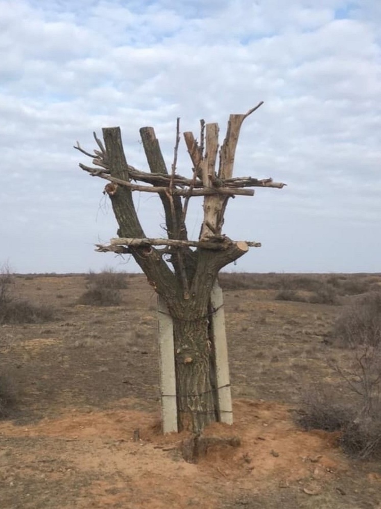 Калмыцкие экологи дают новую жизнь старым деревьям