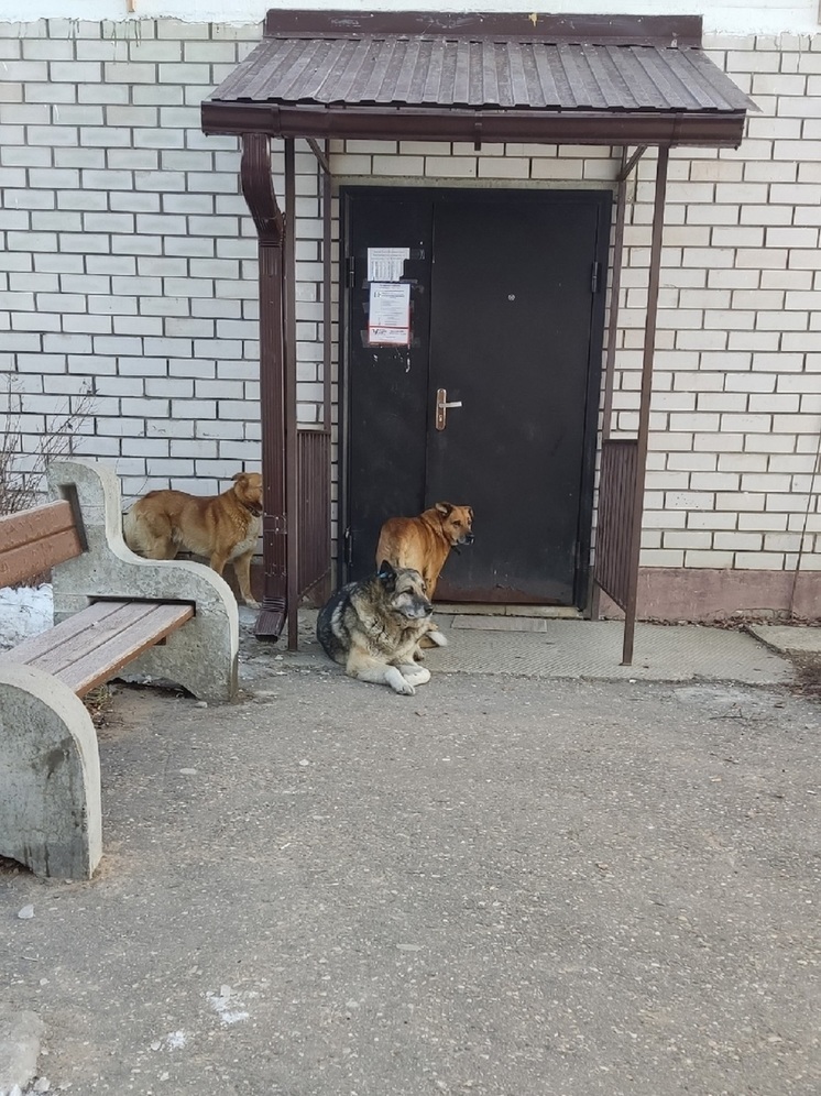 В Тверской области собаки поселились в подъезде дома