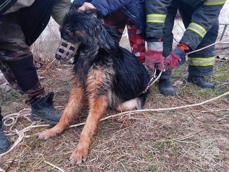 В Бердянске сотрудники МЧС России спасли провалившуюся собаку