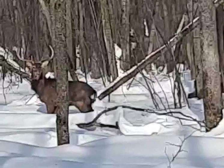 Пензенцы сняли на видео волшебную встречу с оленями в зимнем лесу