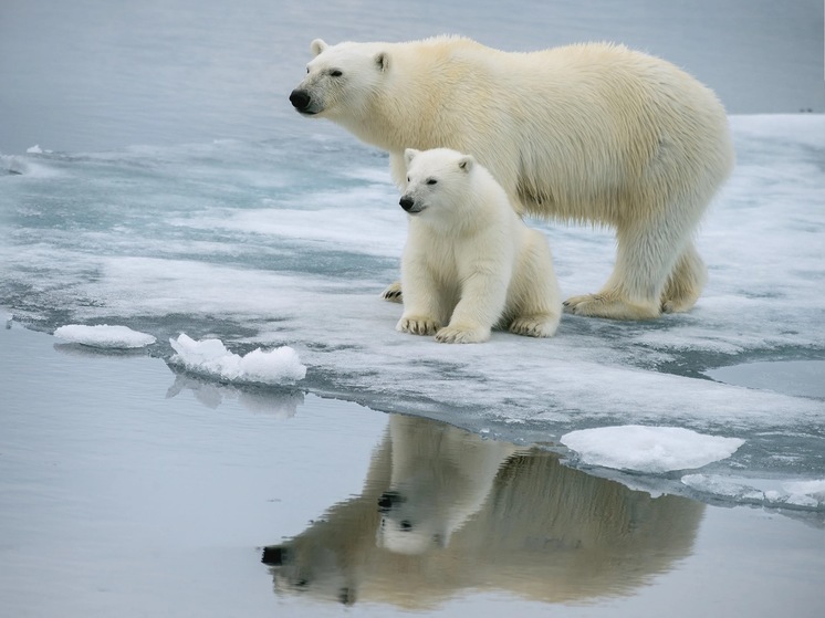 Страницы географии: Национальный парк «Русская Арктика»