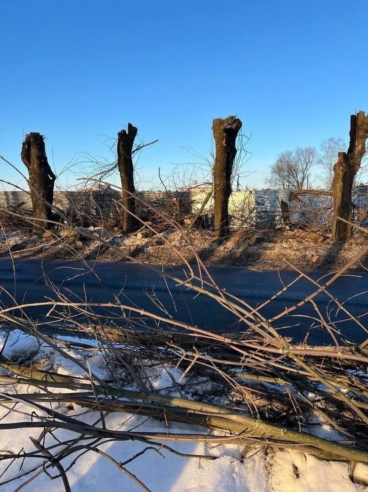 Ярославцев возмутила вырубка деревьев в Тверицах