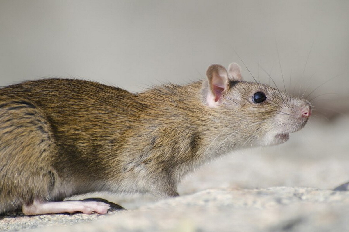 A biologist explained the invasion of giant rats in the Russian capital