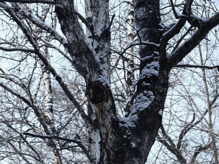 В Хабаровске 11 марта днем температура воздуха достигнет 0 градусов