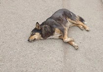 В Оренбурге обнаружили собаку без носа