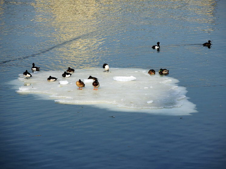 Масленичная неделя принесет долгожданное тепло в Подмосковье