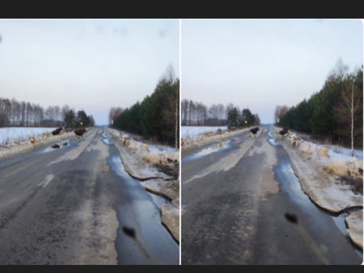 В Спасском лесничестве под Рязанью засняли переходящих дорогу лосей