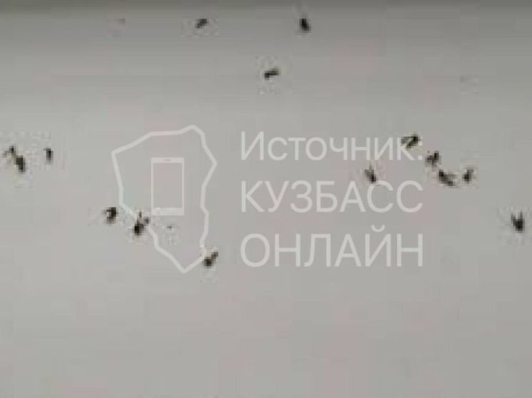 Канализационные мухи поселились в квартире кузбассовцев
