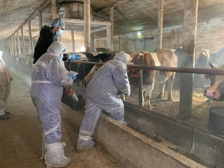  Вакцинацию скота завершили в неблагополучных по заразному узелковому дерматиту районах Приангарья