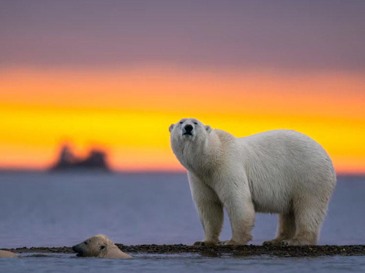 Описано влияние глобального потепления на белых медведей и моржей