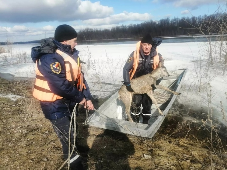 В Ростовской области спасли тонущего в реке детеныша косули