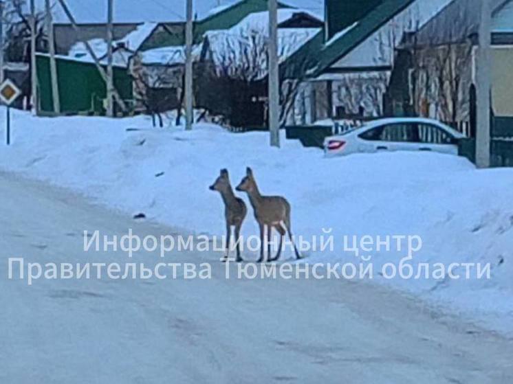 Сибирские косули замечены в деревнях Тюменской области