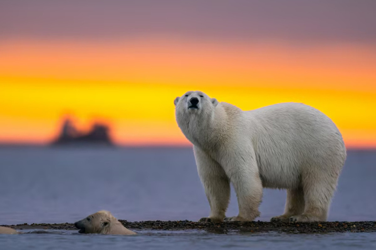 Describes the impact of global warming on polar bears and walruses