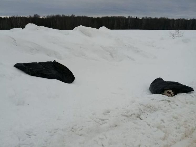 Завернутые трупы собак обнаружили жители под Дмитровым