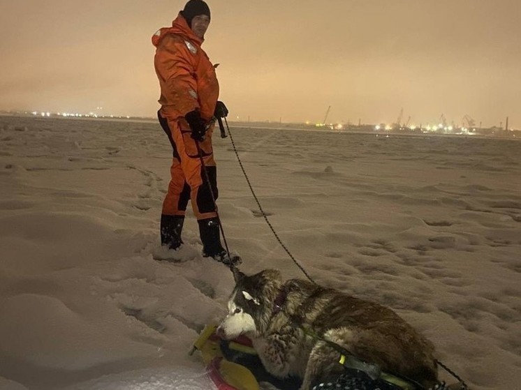 В Северодвинске ездовая собака провалилась в промоину