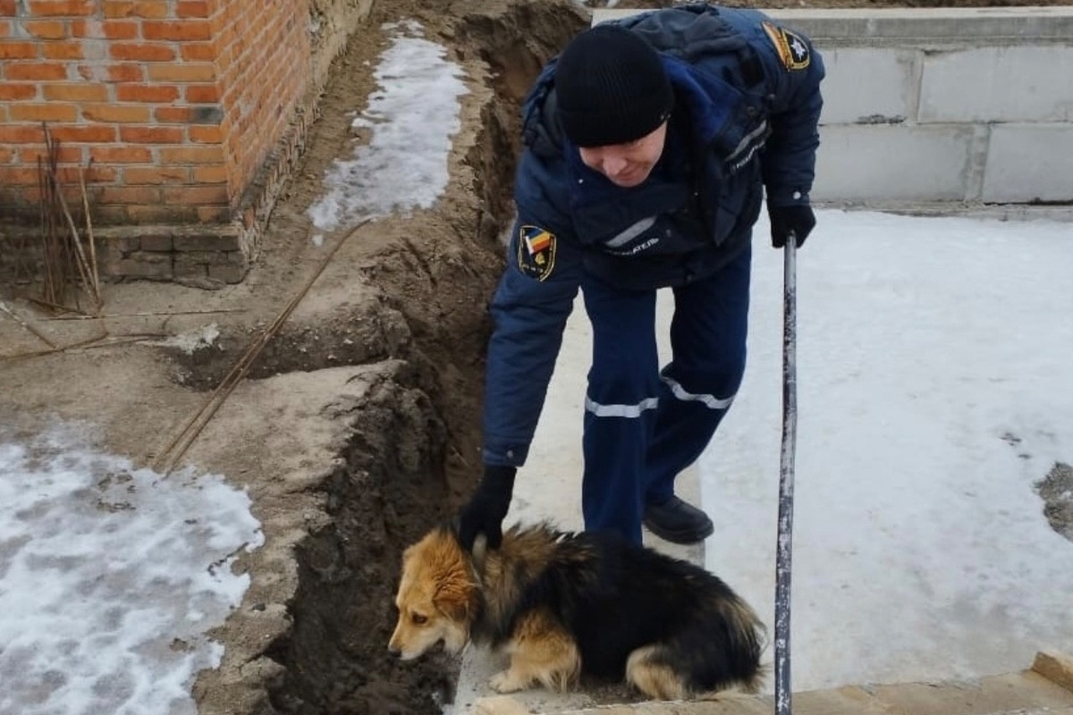 Спасатели спасли собаку