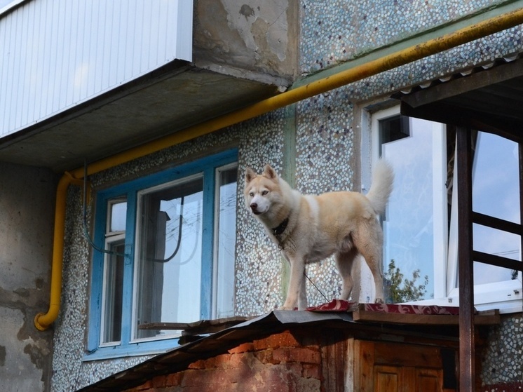 В Новомосковске стая бродячих собак напала на ребёнка