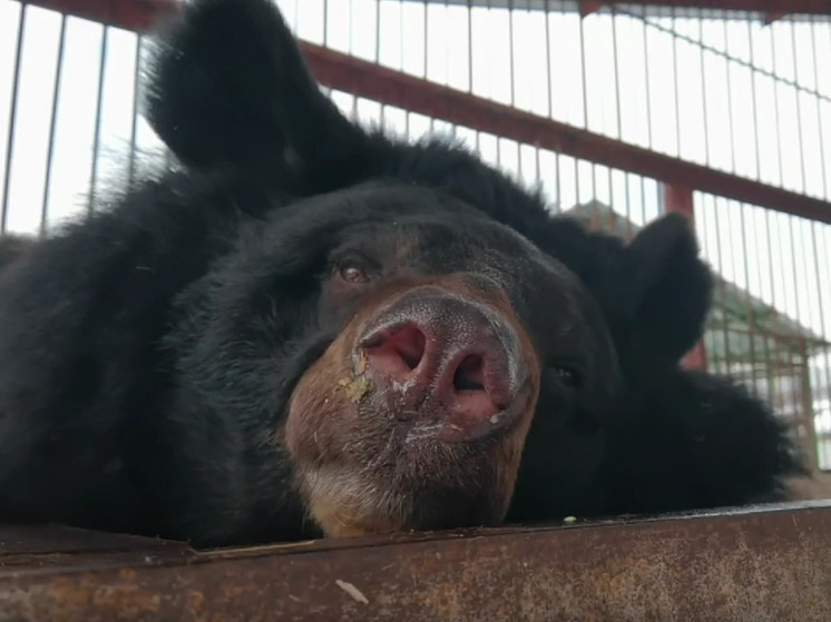 В Барнаульском зоопарке после зимней спячки проснулась медведица