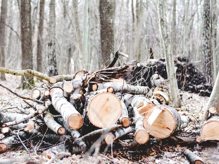 В Ярославской области "черные лесорубы" вырубили деревья на сумму свыше 1,3 млн рублей
