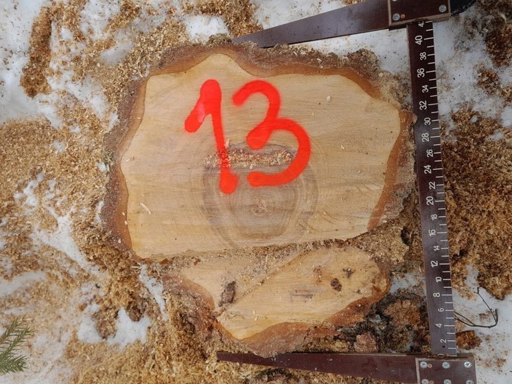 Незаконную рубку обнаружили в городском округе Ступино