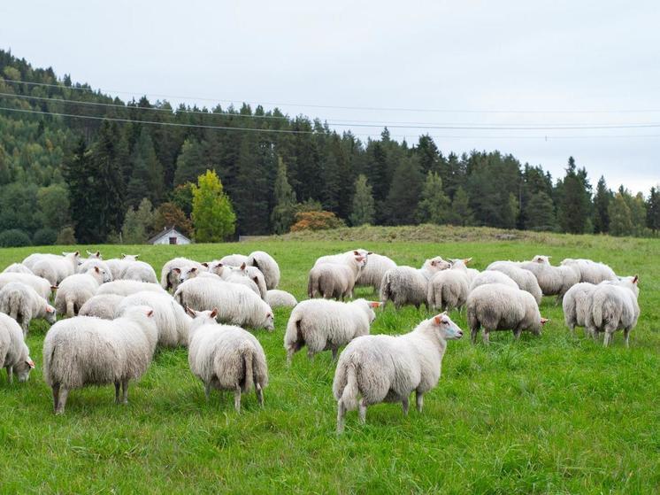 От удара током в Брянской области погибло 25 овец