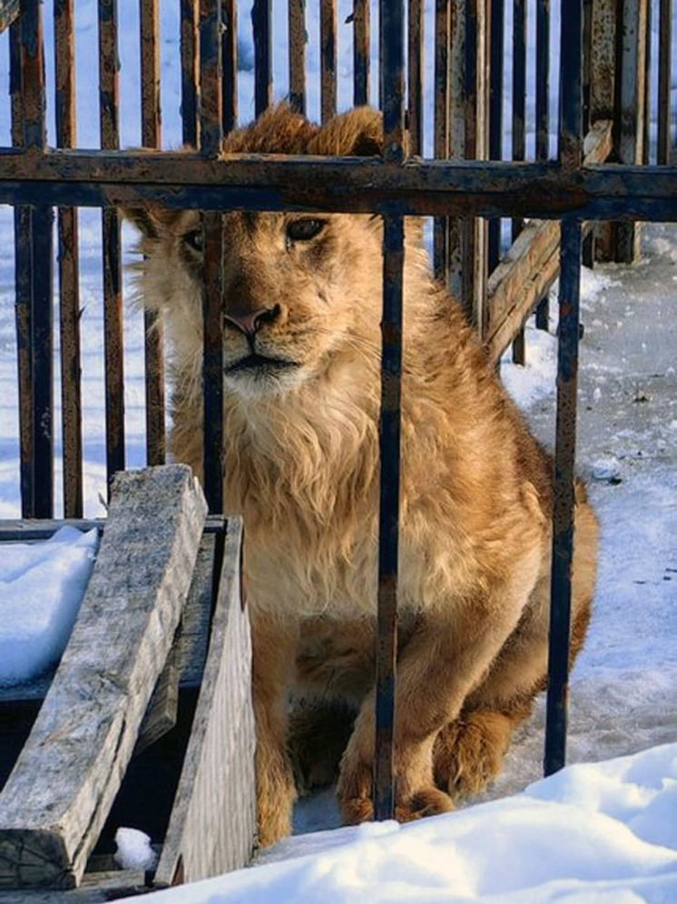 Льва, покусавшего ребёнка в Саратове, этапировали в Волгоград