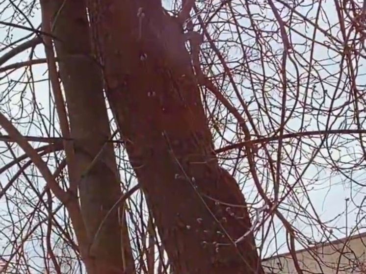 На деревьях в Подмосковье заметили первые почки