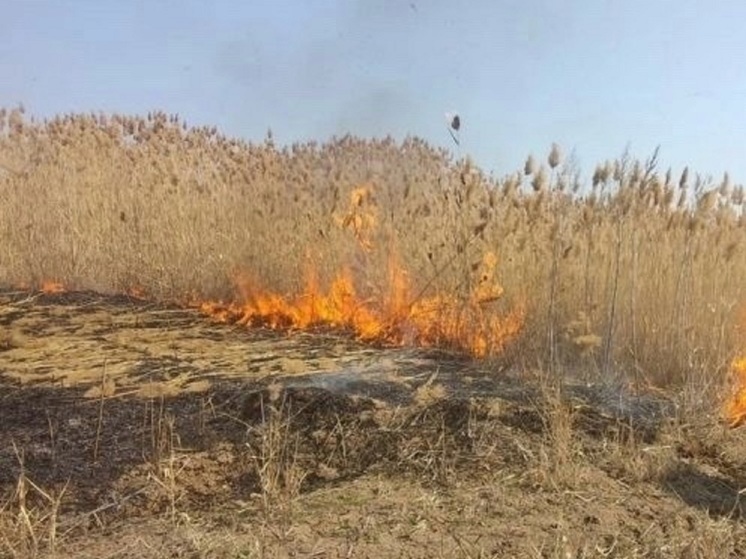 В районах Калмыкии проведут выжигание камыша