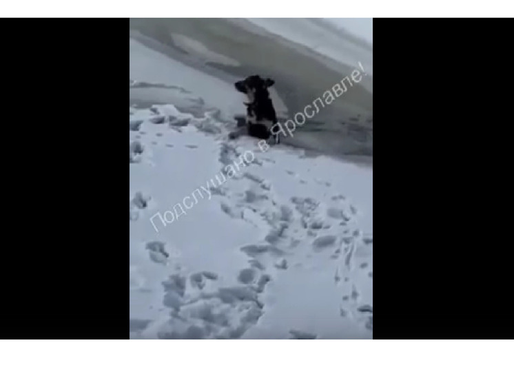 В Ярославле добрый человек и сотрудники МЧС спасли собачку, провалившуюся под лед