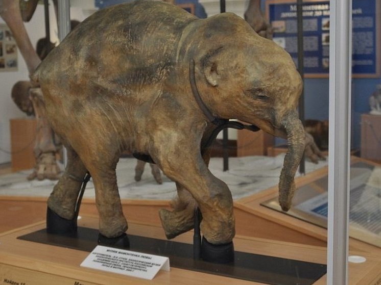 В челябинском музее распаковали мамонтёнка Любу