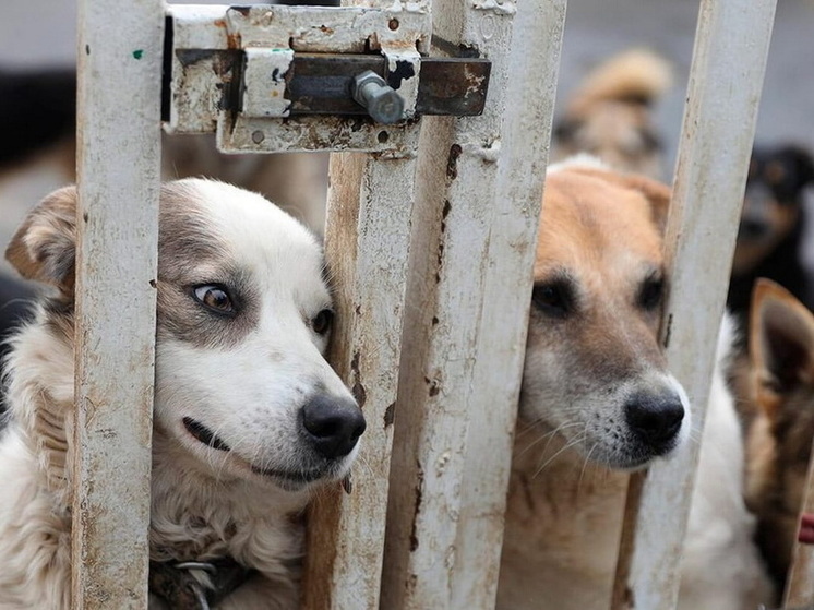 Может ли закон об эвтаназии бездомных животных запятнать имидж Казахстана?