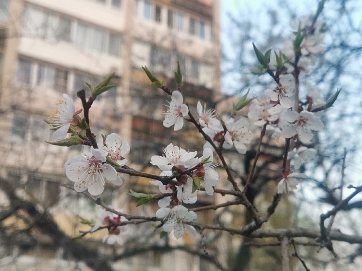 В хабаровском зоосаде выберут лучшие работы, посвященные весне