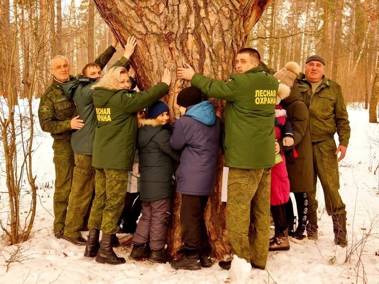 2 гигантские сосны могут попасть в национальный реестр