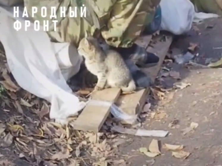 Томский боец Хирург приютил в зоне СВО нескольких котят