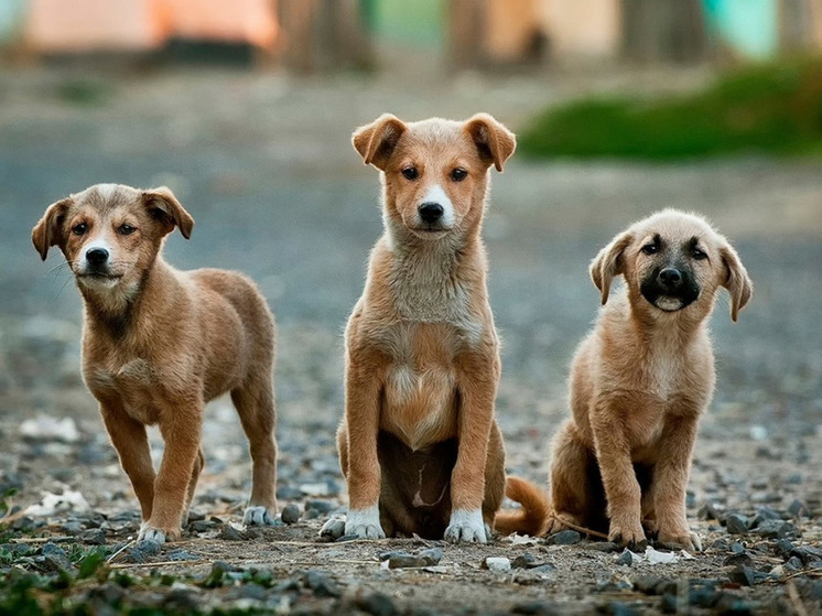 В Тейкове для покусанной собаками девочки просят компенсацию 100 000 рублей