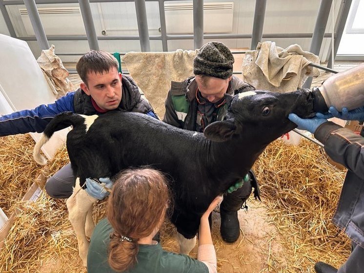В Краснодарском крае клонировали корову