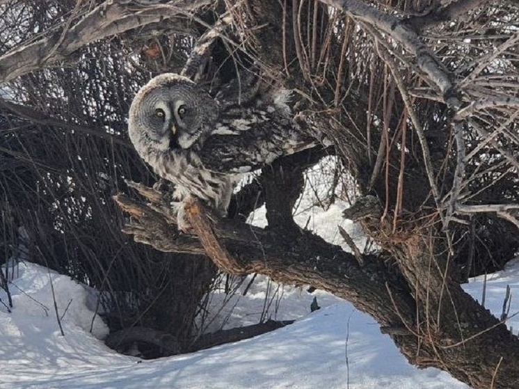 В Оренбурге жителям рассказали, что делать с ранеными совами