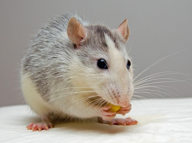 Французского студента ждет суд за съеденную живую мышь