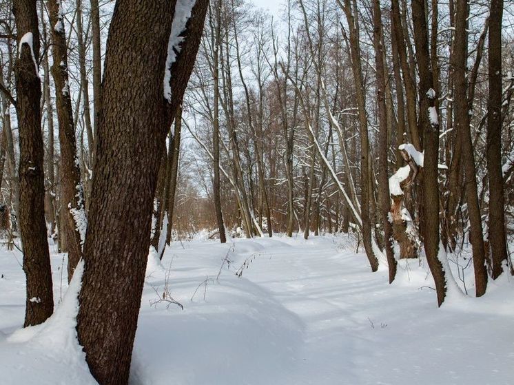 Площадь заказника «Дубровицкий лес» увеличили в Подмосковье
