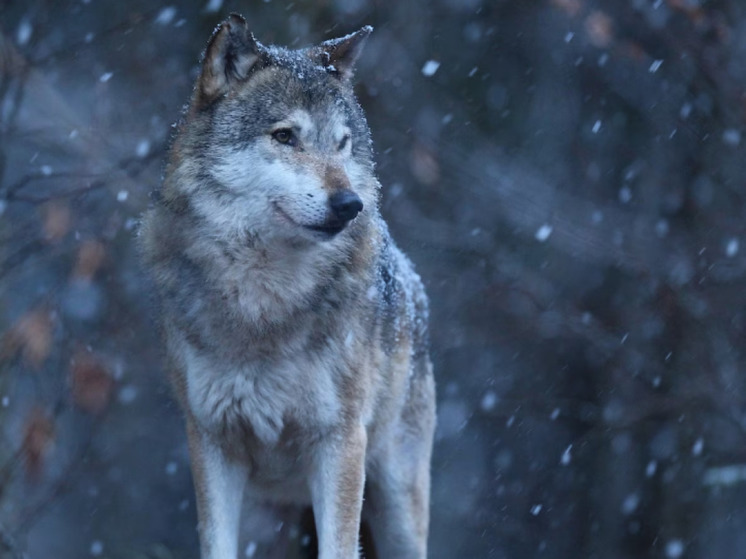 Две с половиной недели осталось у охотников на волков в Карелии до конца охоты