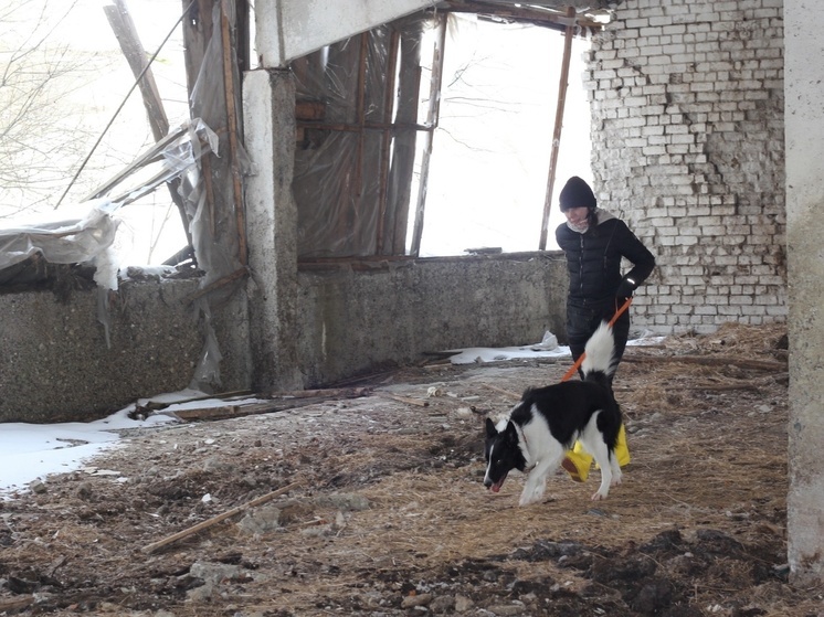 Костромские добровольцы отряда "ЛизаАлерт" рассказали о работе поисковых собак