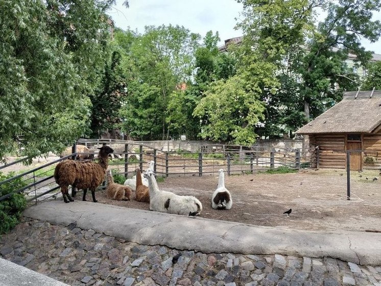 Калининградский зоопарк изменит режим работы с 15 марта