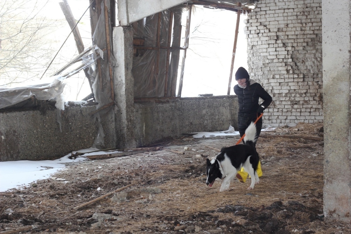 Костромские добровольцы отряда “ЛизаАлерт” рассказали о работе поисковых собак